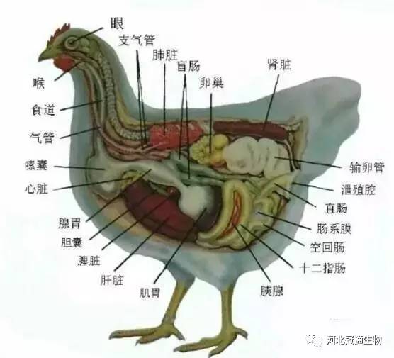 鸡体内部构造图