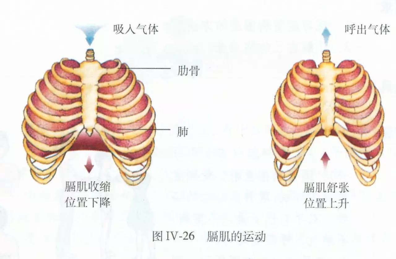 图2-166 肋间外肌-骨科临床解剖学-医学