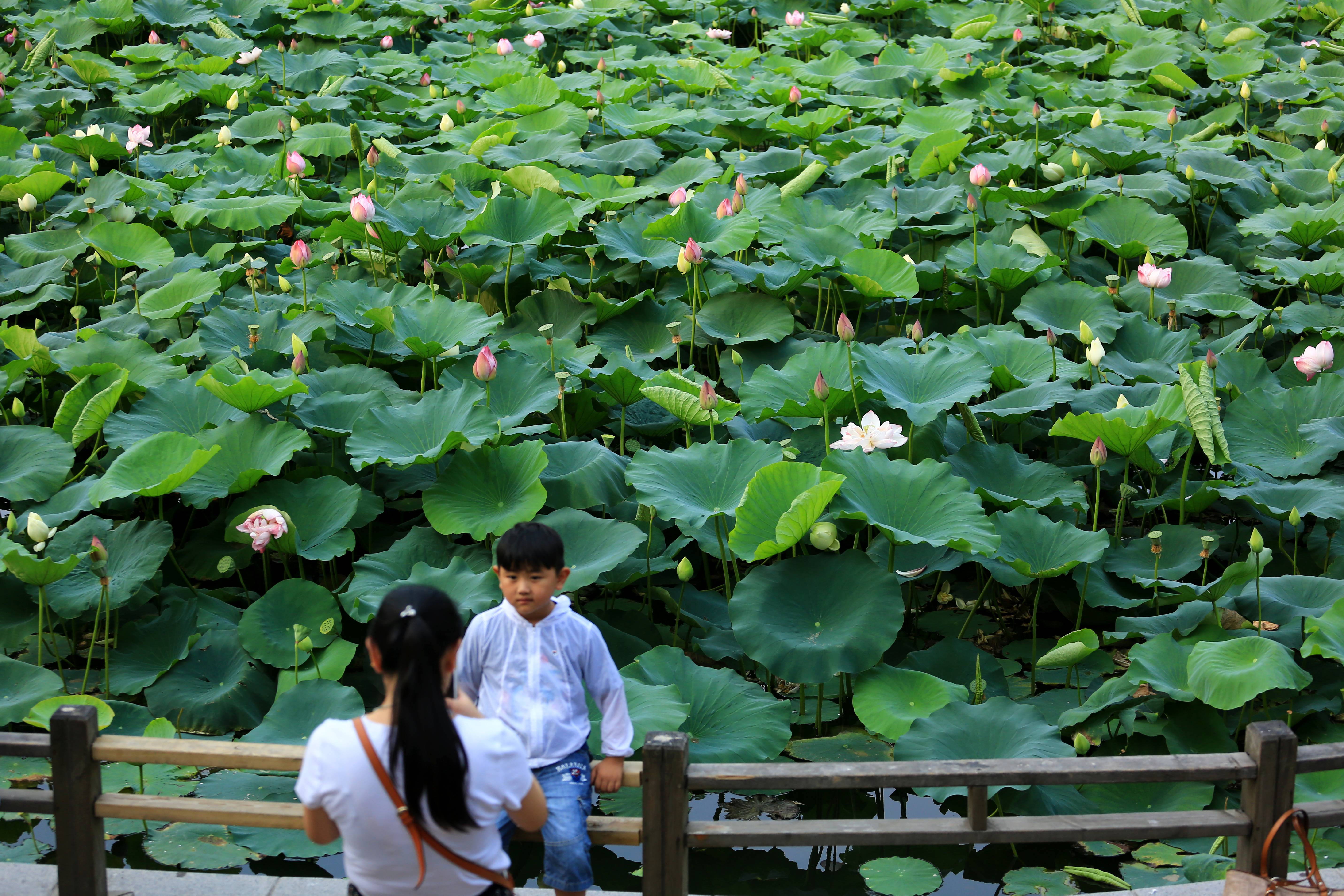 六月盛夏热情似火,唯有那一池莲花带来小清新.