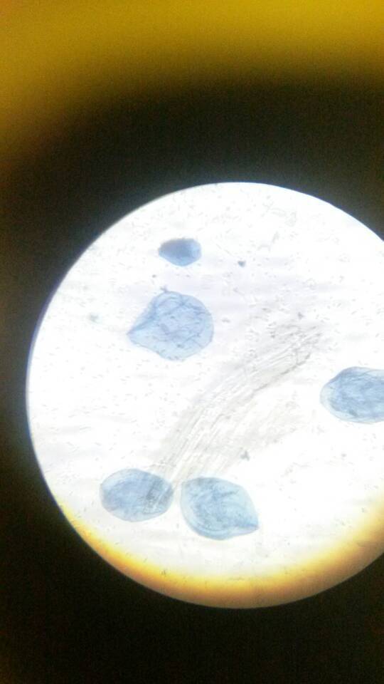 【生物实验】显微镜里的世界