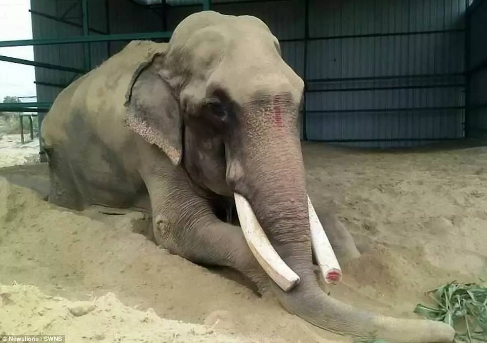 这头被囚禁58年的大象伤痕累累,重获自由后的反应让义工都落泪!