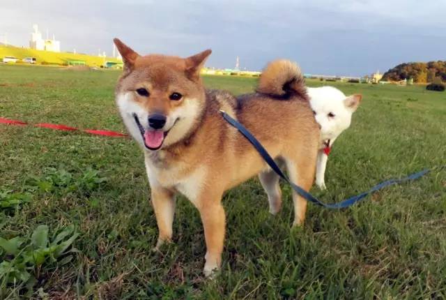 胡麻柴犬