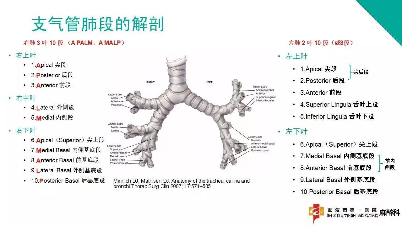 单肺通气与肺隔离技术