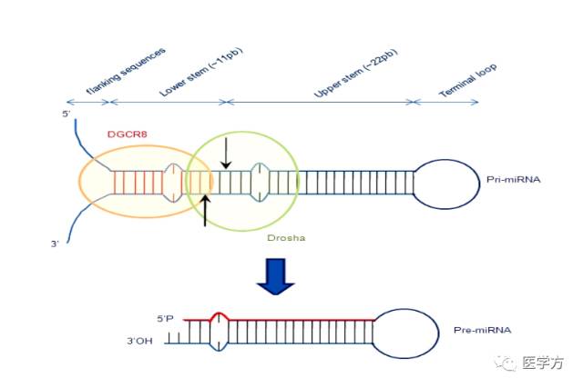 cd147基因发夹结构干扰rna表达载体的构建及鉴定