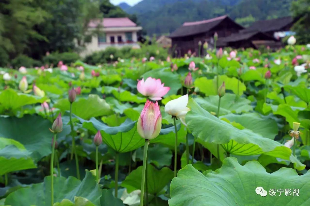 湖南绥宁插柳荷花分外妖娆