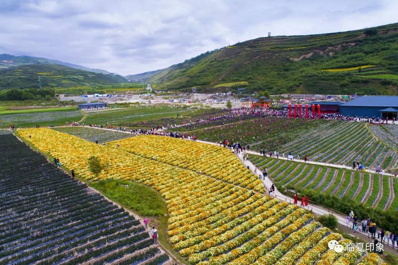 在印象 看大片 临夏县七彩花海自然生态观光园开业震撼美图