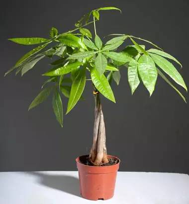 植物风水_提高孩子成绩风水植物_风水植物最好养哪几种