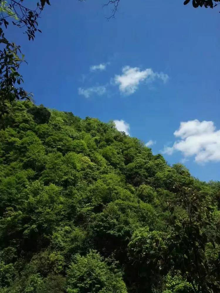 穿越原始森林一一朱家山