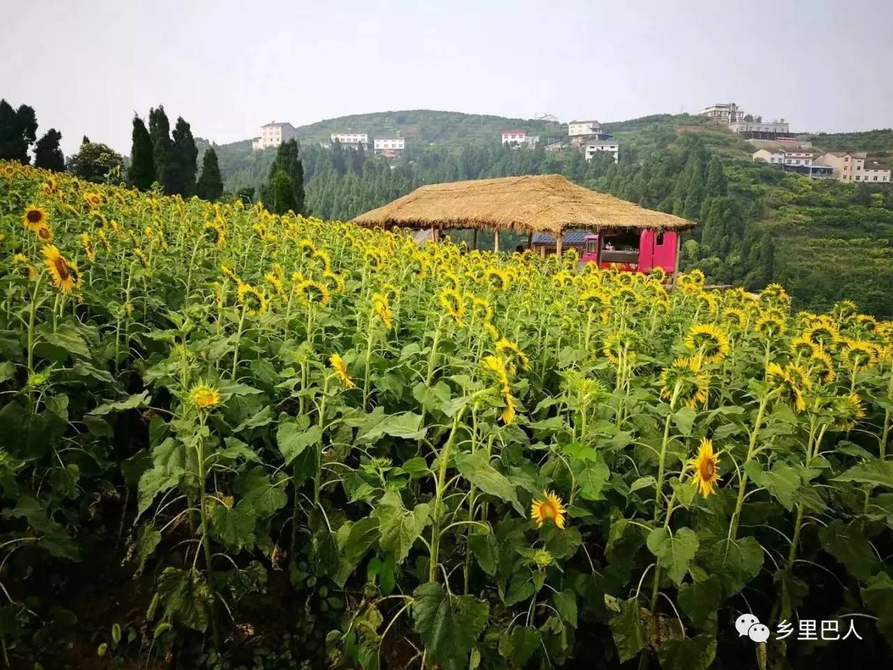 城中花海夷陵区郭家湾村向日葵园