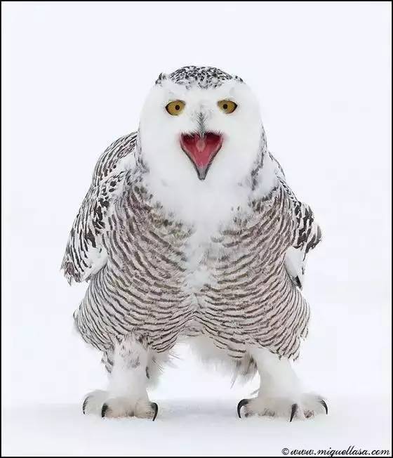 纳尼系列—— 以上的表情帝叫做雪鸮xiāo,俗称snow owl.