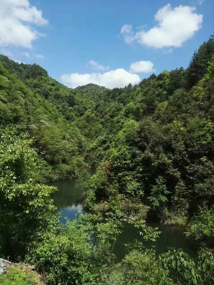 穿越原始森林一一朱家山