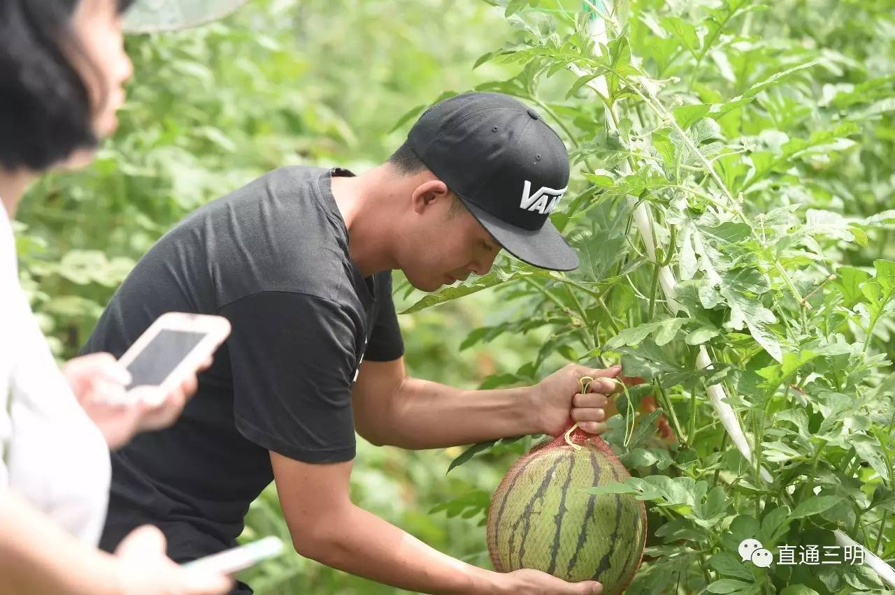 吃瓜群众看过来!三元中村的奶油西瓜熟啦