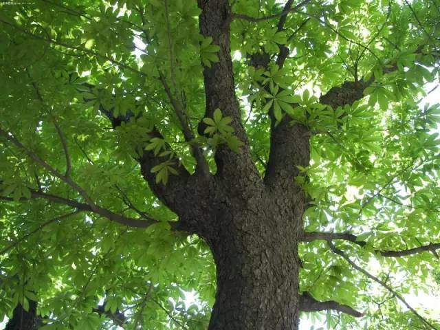 菩提树 形态特征:大型乔木,幼时附生于其他树上,树皮灰色,叶支革