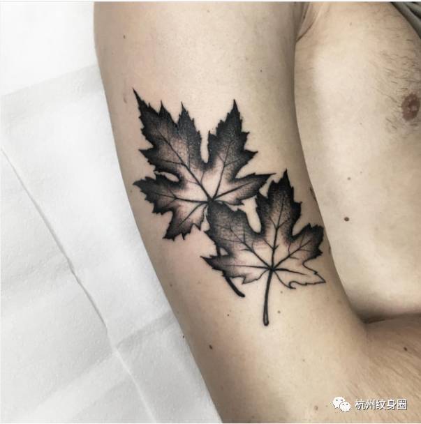 tattoo纹身素材枫叶
