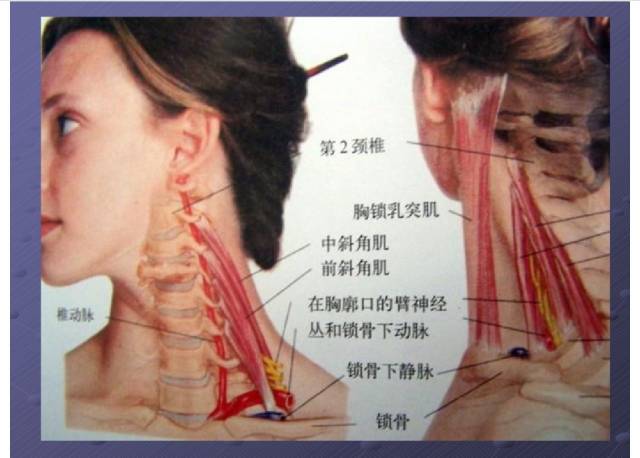 颈项部肌肉基础解剖起止点及作用