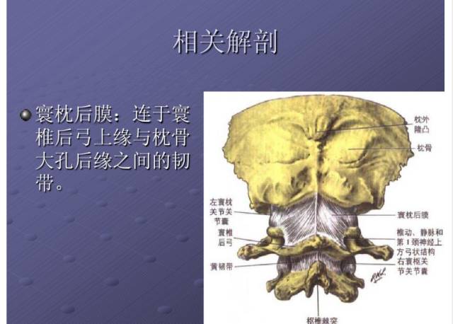 颈项部肌肉基础解剖——起止点及作用