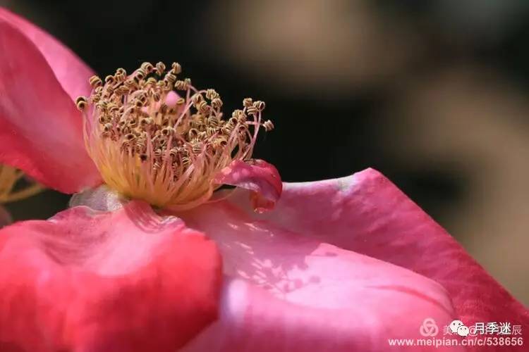 谁说花之美,美在花开时|月季花蕊