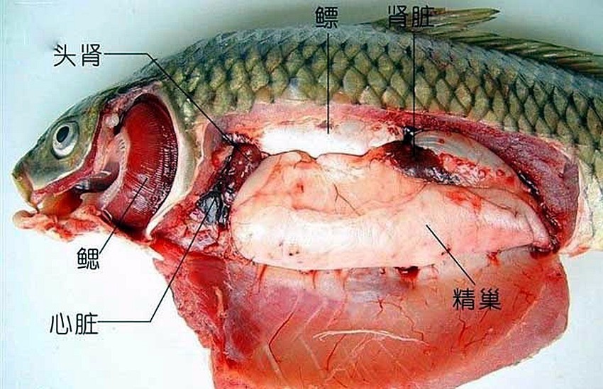 鱼的心脏在腮旁,附在鱼的脖子上,每条鱼只有一个心脏.