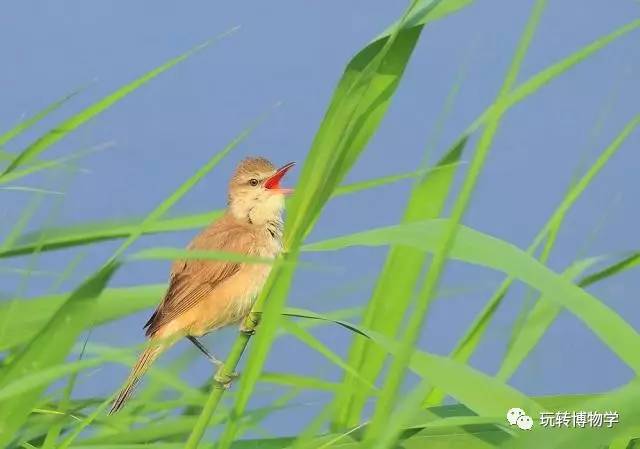 一入园,凉意扑面而来,蝉鸣声声入耳,河边的芦苇丛里传来了响亮的鸟鸣