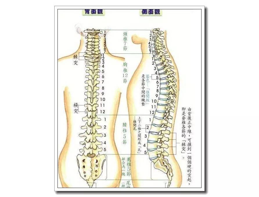 (小编注:由图上看,第四胸椎几乎都到肩膀了,可见 胸4完全性截瘫是多么