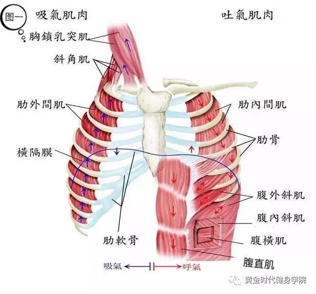 图中没有标注到的还有骨盆底肌和膈肌,也是非常重要的参与呼吸的肌肉