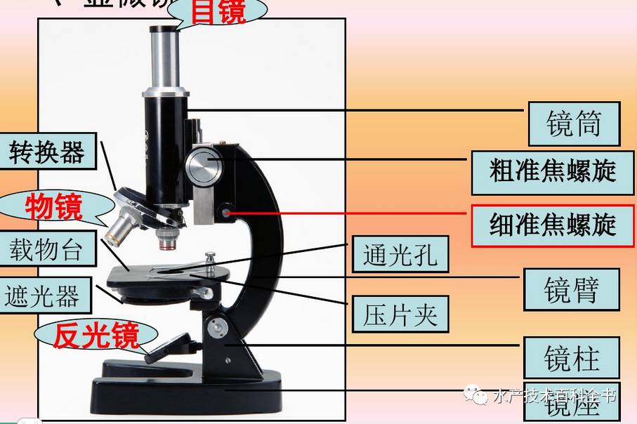 光学显微镜使用方法(干货)
