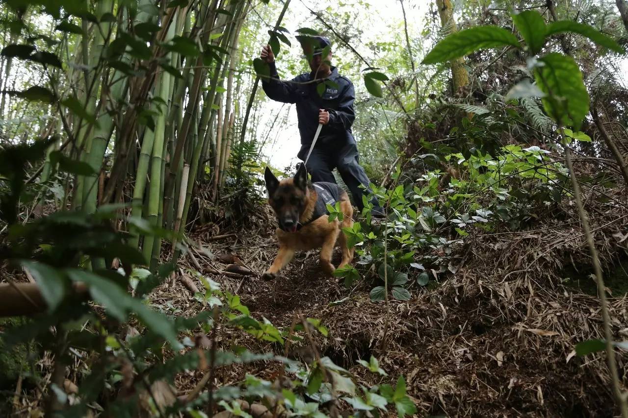 重庆永川深山搜索特大制毒案嫌疑人画面曝光