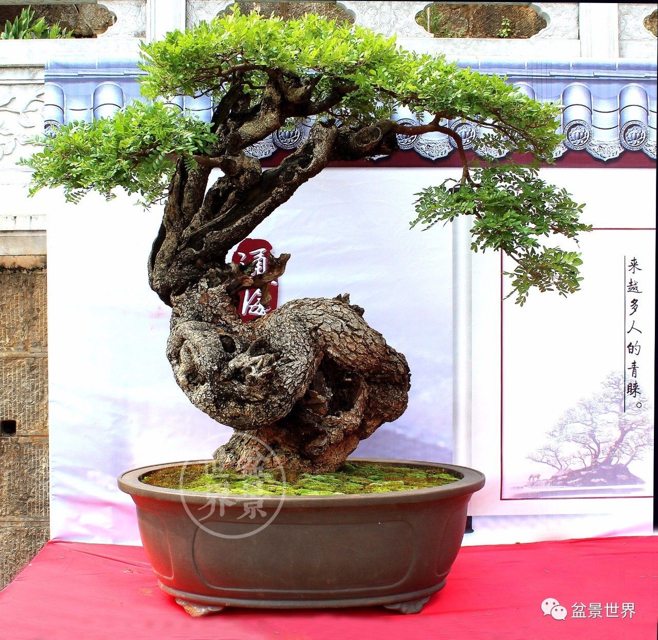 120cm×120cm) 荣获第七届云南省(通海)盆景艺术展金奖 清香木是漆树
