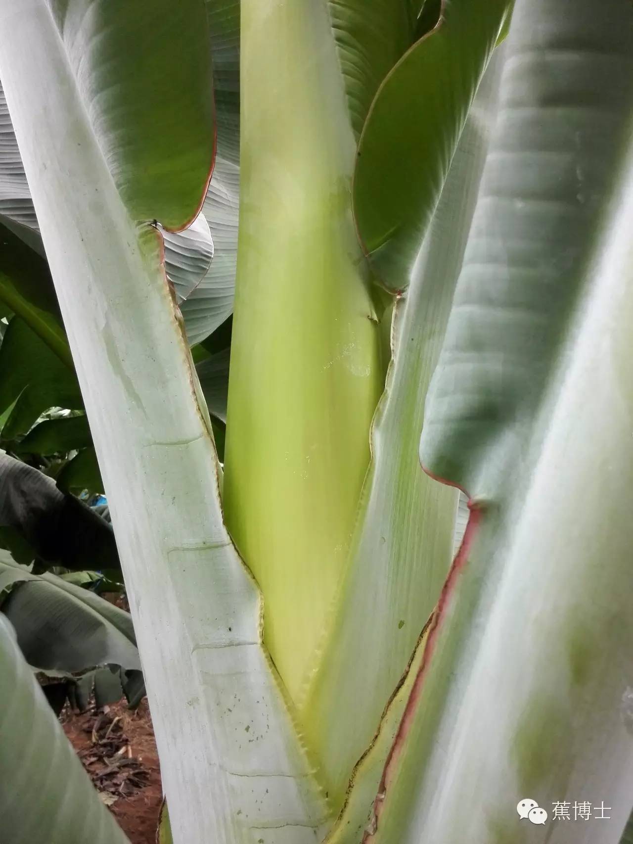 【解密】图解香蕉果实成长过程