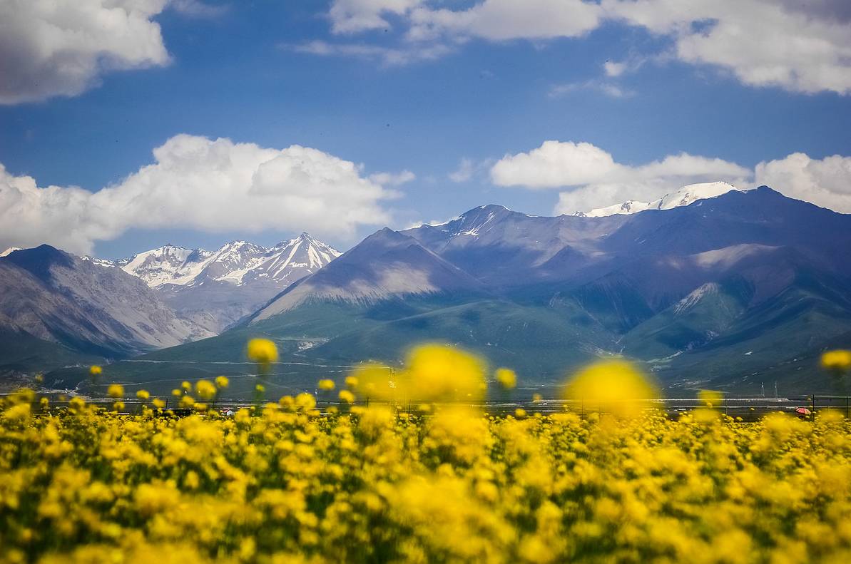 门源人口_门源油菜花