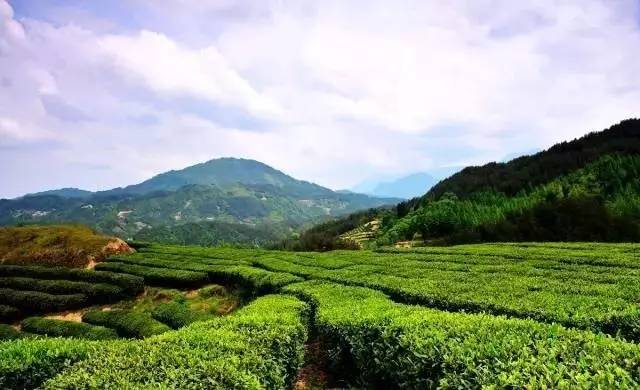 茶人专题 杯里茶外,森山禾水伴自然