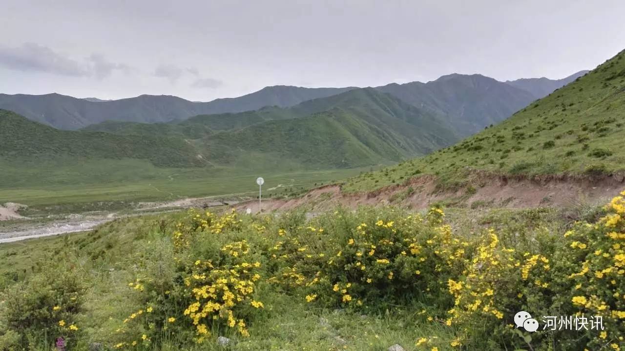 随着天气的炎热 黄草坪上格桑花(金露梅)逐渐盛开 游人如织