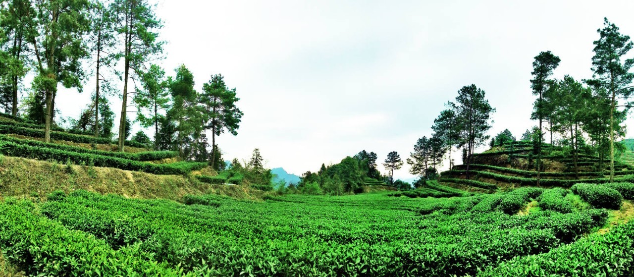 茶人茶旅10期||文章,一个在茶山中步履如风的隆平青年