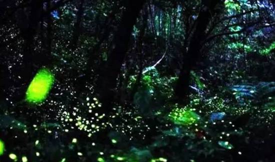 位于巴蜀四大古城之一邛崃市的天台山,是目前亚洲最大的萤火虫观赏