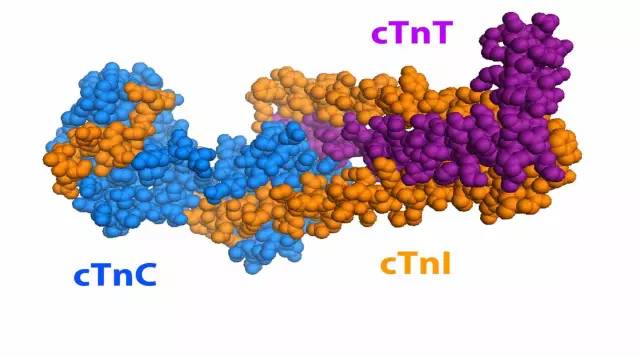 由肌钙蛋白 c(tnc,肌钙蛋白 t(tnt)和肌钙蛋白 i(tni)三个亚基组成