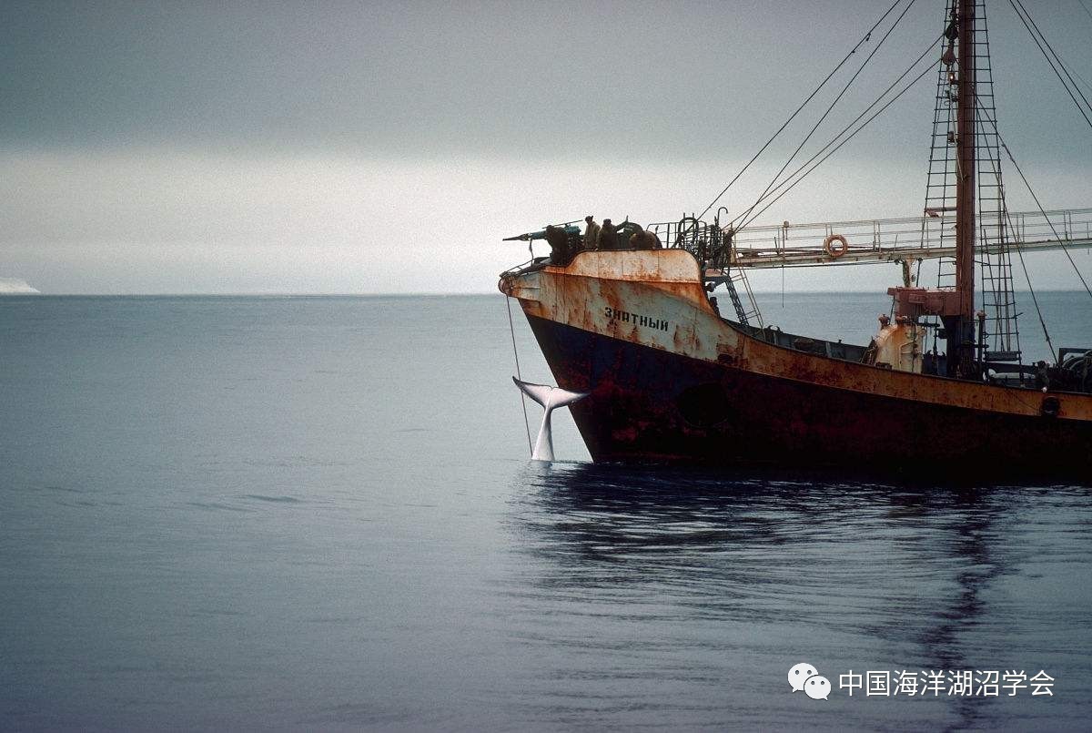 南极生物圈的基石—南极磷虾