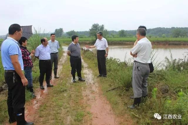 水稻原种场,余江县中童镇,潢溪镇,洪湖乡,平定乡,月湖区,贵溪市河潭镇