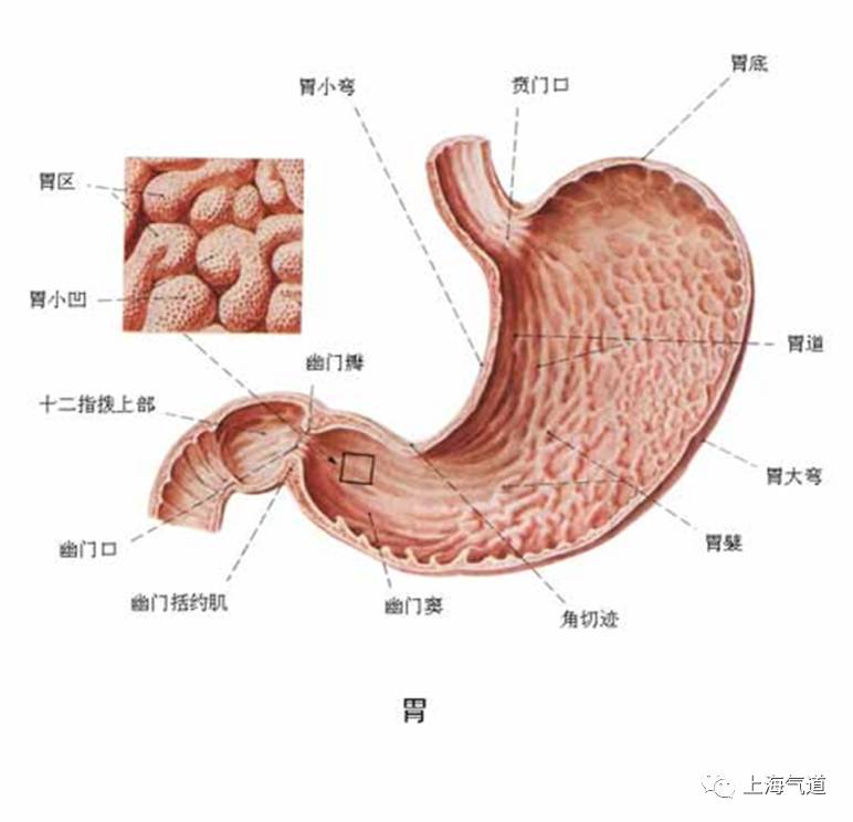 胃的解剖学特点: 胃通常分4部: 贲门部 胃底 胃体 幽门部 胃窦 胃窦