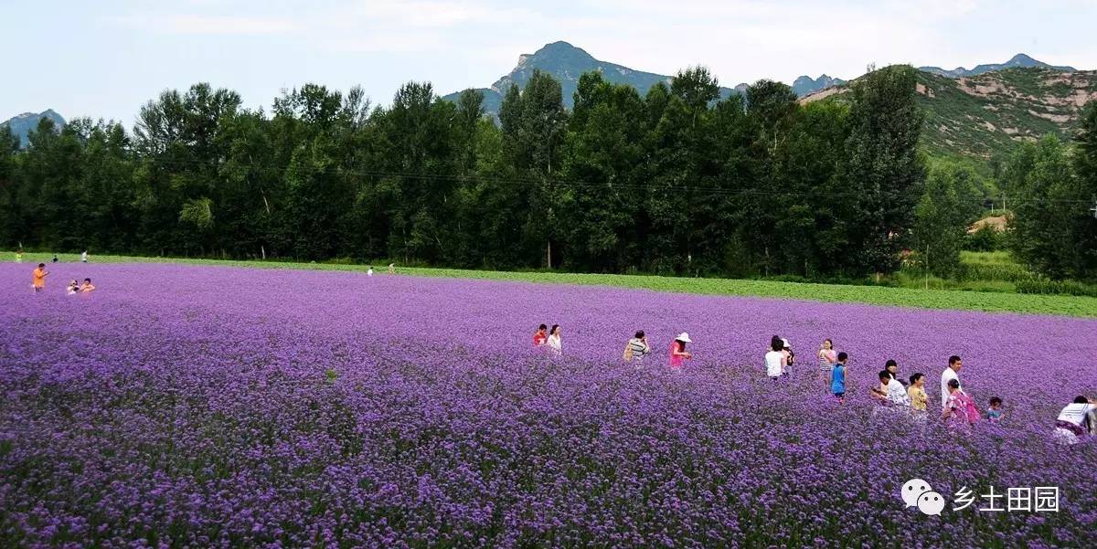 花海休闲,打造乡村旅游新经济!