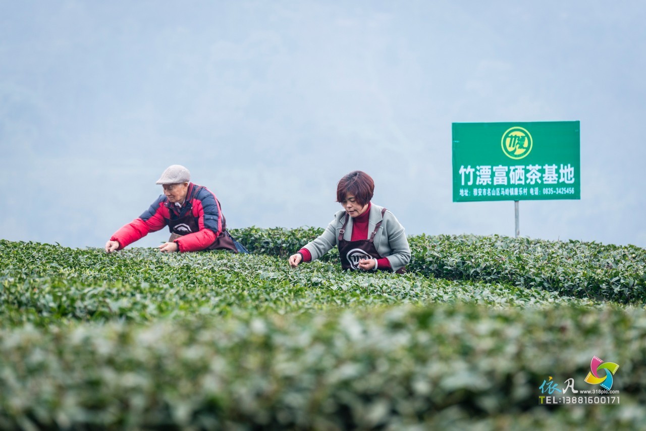 茶山经济总量_茶山竹海(2)