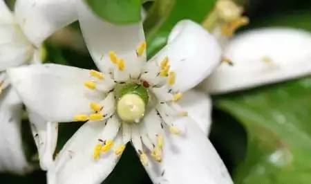 【种植课堂】柑橘夏季10大主要害虫排行榜,万没想到它排第一!