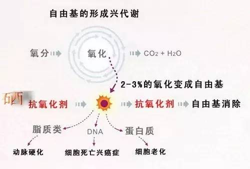 何为自由基?