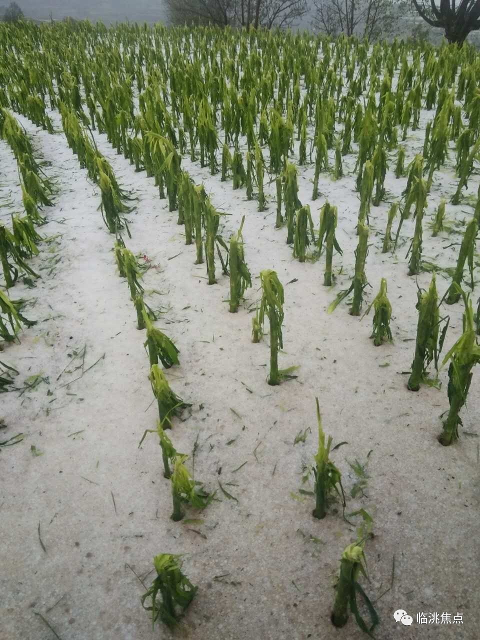 由于短时间恶劣天气的影响,农作物受到了很大的伤害.