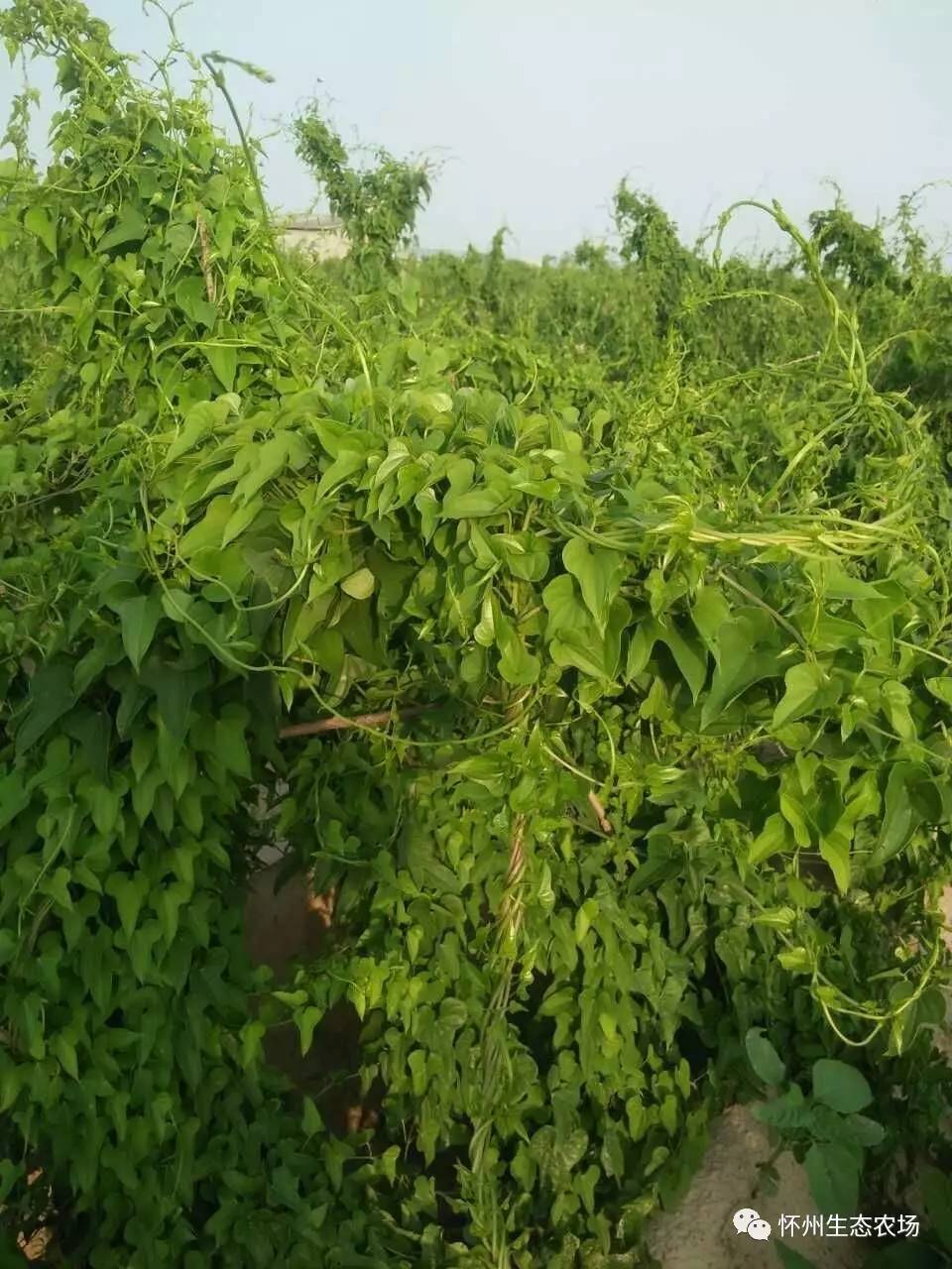 6月,生态铁棍山药的模样