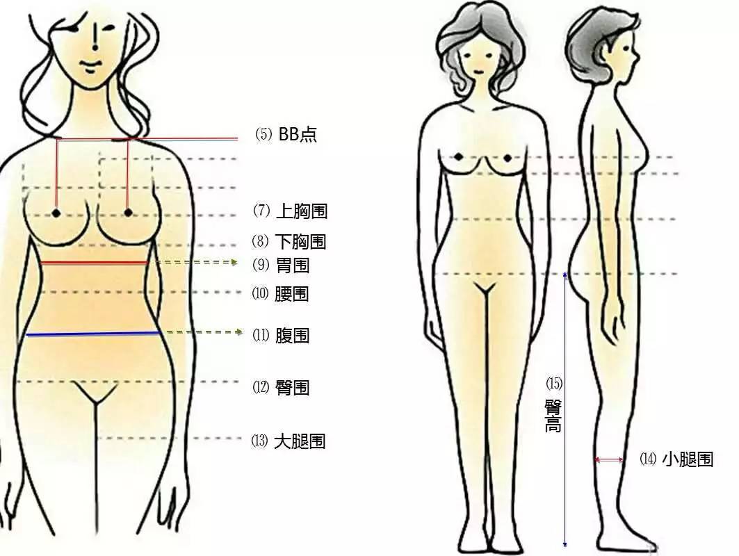 内衣量法_内衣测量标准量法图片