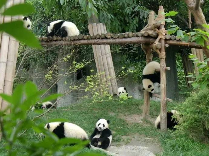 华油冠宇 看过好多动物,才发现成都的熊猫宝宝才是挚爱,嬉戏于竹林