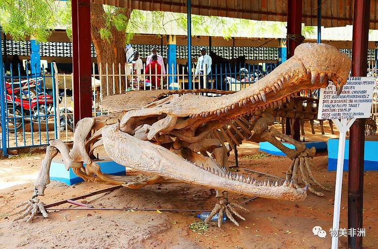 这巨型鳄鱼的化石,能比现在的鳄鱼大十倍,真是难得一见.