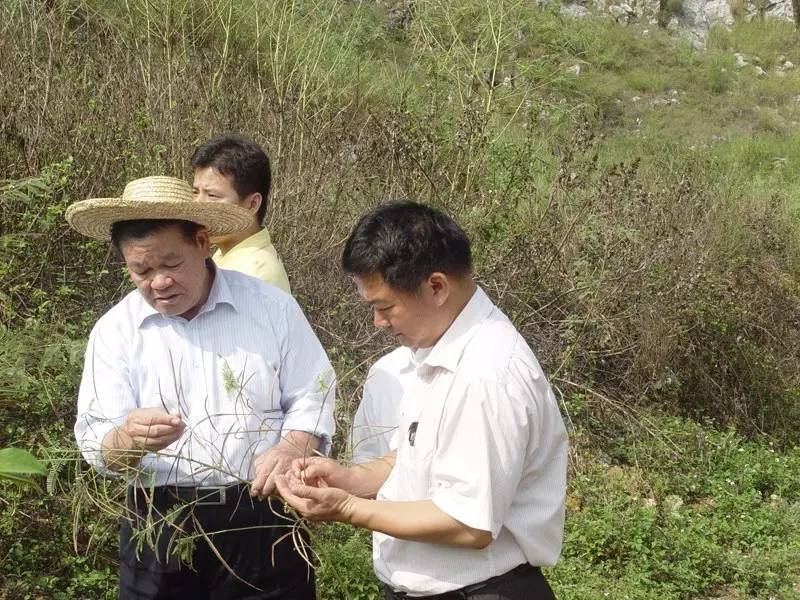 全国名中医壮医临床第一人黄瑾明