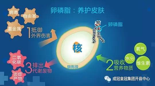 卵磷脂在养护皮肤方面发挥了怎样的作用?