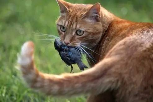 野性让猫咪本能地会去捕食小型动物.